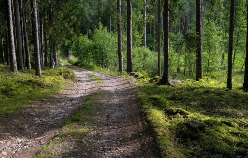Cirsmu pārdošana – kam pievērst uzmanību līgumos?