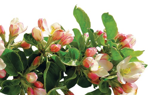 No zieda līdz auglim.* Apputeksnēšanās.