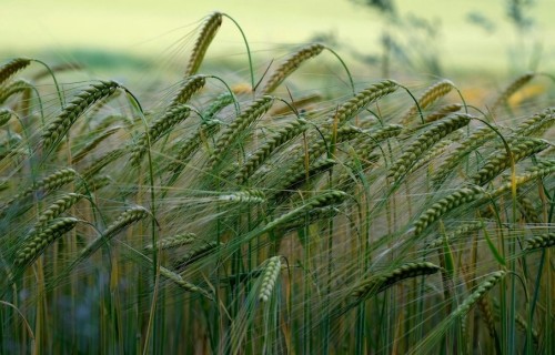 Lande sāk sadarbību ar Ilte lauksaimniecības finansēšanā Lietuvā