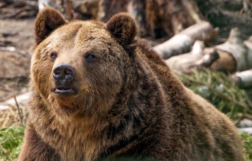 Kā noteikt lāča klātbūtni mežā