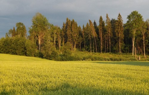 Ar 2,8 miljoniem eiro papildināts finansējums “Altum” apgrozāmo līdzekļu iegādei lauksaimniecībā, mežsaimniecībā, zvejniecībā un akvakultūrā