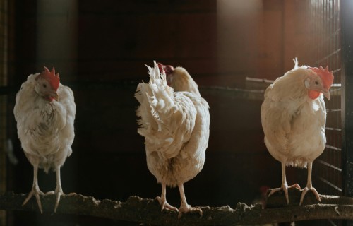 Latvijā vistām konstatēta saslimšana ar Ņūkāslas slimību