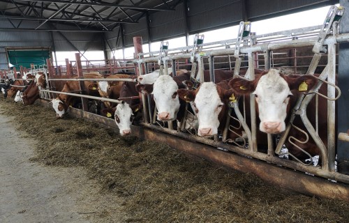 “Mans Lauks” jaunās iespējas aitu un gaļas liellopu pārraudzībā