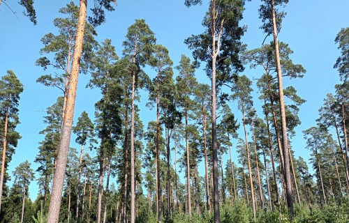 ES atliek Atmežošanas regulas piemērošanu vēl par vienu gadu
