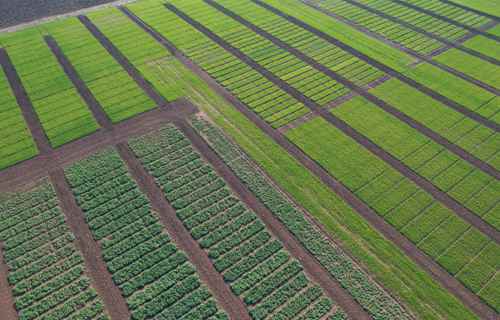 Slāpekļa mēslojuma efektivitāte ziemas kviešos: Scandagra Latvia Kompetenču centra 2024./2025. sezonas rezultāti