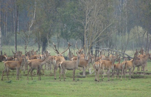 Jāiesniedz pārskati par mājputnu, trušu un citu dzīvnieku ganāmpulkiem