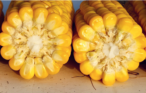 2025. gada sezonas ietekme uz kukurūzas ražu un kvalitāti