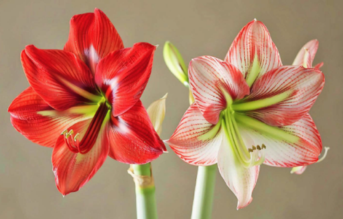 Dienvidamerikas telpu sīpolpuķes - HIPEASTRI