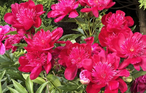 Peoniju mīlestība - Labdabīga un lipīga