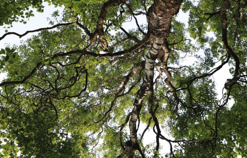 Ieskats Latvijas Nacionālajā botāniskā dārza kolekcijās: bērzu (betula) ģints daudzveidība
