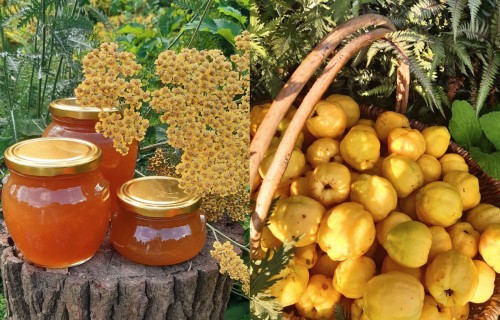 Medus un cidonijas "Iegravās"