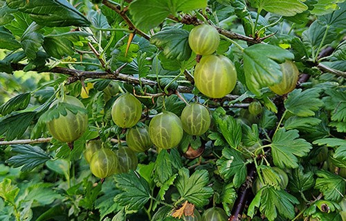 Var pieteikties ārkārtas atbalstam augļkopības, dārzeņkopības un sēklaudzēšanas nozarē