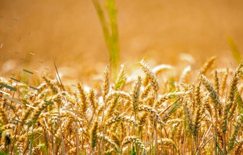 Atvērta jauna 100% finansēta inkubācijas programma lauksaimniekiem un lauku uzņēmējiem