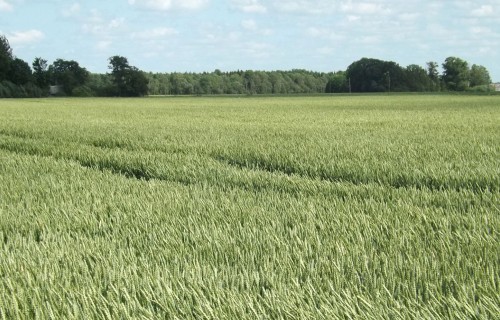 Atvieglotas prasības lopbarības un labības sēklaudzētājiem – vienkāršota marķēšana un dokumentu aprite