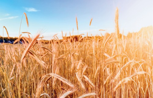 Graudu cenu fiksēšana – stratēģisks instruments stabilitātei un izaugsmei