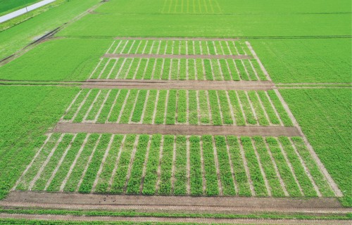 Latvijā zirņi ar augstu ražu un labu proteīna kvalitāti arī sarežģītos laikapstākļos