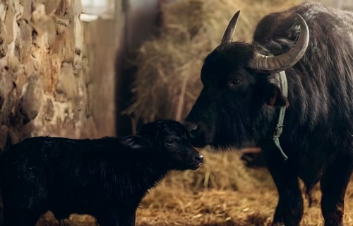 Jaunžūrās aitas un ūdens bifeļi vienuviet