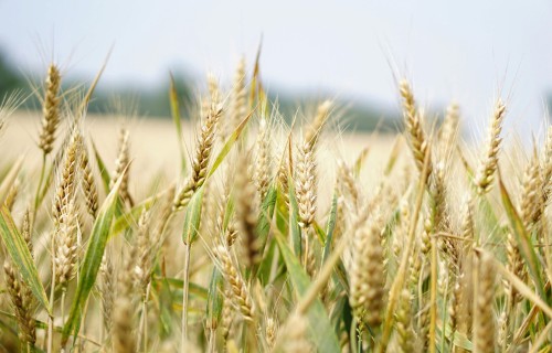 Mazina lauksaimnieku atkarību no importētiem mēslošanas līdzekļiem