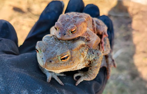 Dabas aizsardzības pārvalde aicina brīvprātīgos iesaistīties krupju glābšanas kampaņā
