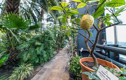 LU Botāniskais dārzs aicina uz telpaugu kopšanas kursiem