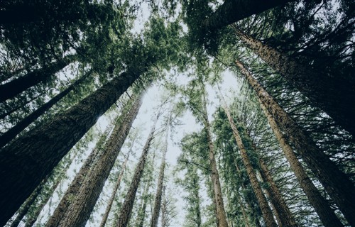 Ienākumi no cirsmas pārdošanas