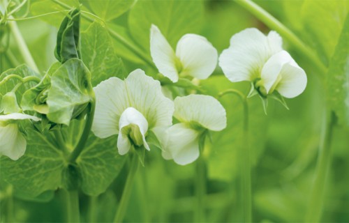 Latvijas apstākļos ir iespējama ekonomiski konkurētspējīga zirņu audzēšana