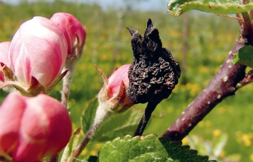 Kultūraugu slimību un kaitēkļu prognoze aprīlim 2026