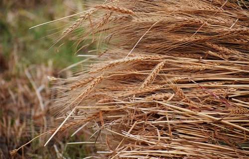 Tikai piektdaļa Latvijas lauksaimnieku šogad prognozē labāku ražu – lietuvieši un igauņi daudz optimistiskāki