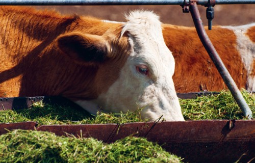 Aminoskābes slaucamo govju barības devā