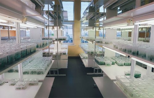 Attīsta bērza stādu audzēšanu meristēmu laboratorijā Kalsnavā