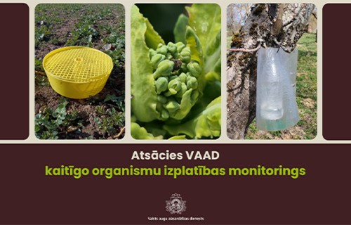 Atsācies VAAD kaitīgo organismu izplatības monitorings 2026. gada sezonā
