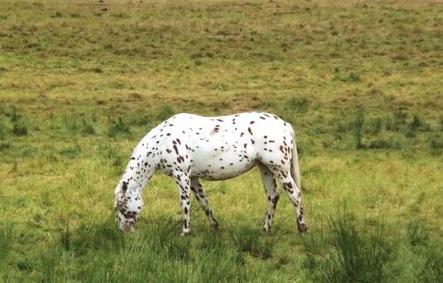 Vienkāršotas valstī nereģistrētu veterināro zāļu ievešanas prasības