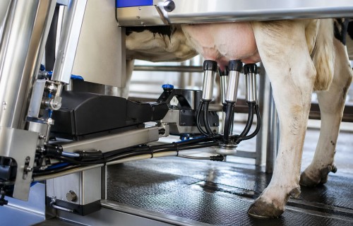 Robotizēto slaukšanas sistēmu darbība Latvijā